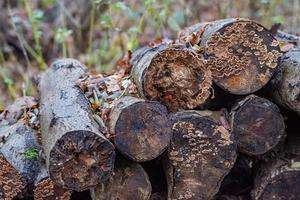 Beautiful view of stack of sawn spruce wood photo