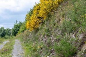 camino en el paisaje foto