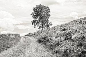 toma en escala de grises de un pequeño camino con prado y árbol foto