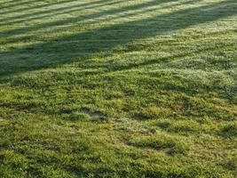 green grass with shadow in the sun photo