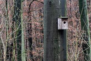 Bird house on tree in the forest photo