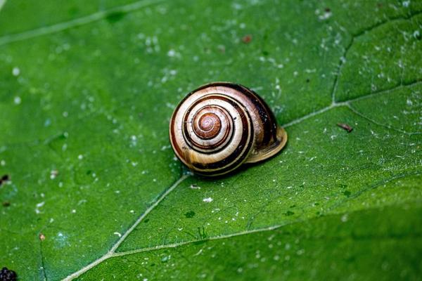 snail on a leaf 8087866 Stock Photo at Vecteezy