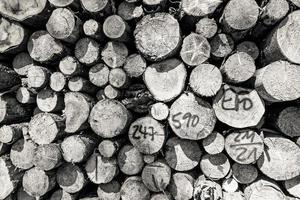 grayscale shot of a beautiful view of stack of sawn spruce wood photo