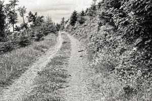 Grayscale shot of small path with meadow and forest photo