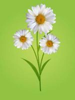 Colorful Naturalistic Beautiful 3D Chamomile Background Vector Illustration