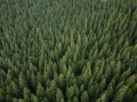 Aerial top view pine forest. Texture of coniferous forest view from above. Green background nature. Picture taken using drone photo