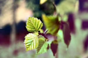 Green leaves frame. leaves close up, desktop wallpaper photo