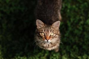 tabby cat on the move walking on green grass outdoors looking at camera curiously. Lovely and sweet striped little cat in the garden. Lovable and charming pet. Beautiful inquisitive curious cat.