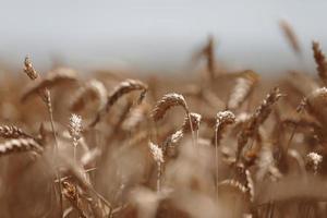 ears of wheat close up. Wheat field. Ears of golden wheat close up. Beautiful Nature Sunset Landscape. Background of ripening ears of meadow wheat field. Rich harvest Concept. Label design photo