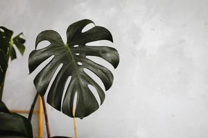 Big green leaf for flower arrangement. exotic jungle plant leaf. beautiful background with leaves. selective focus. photo