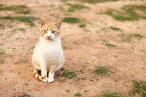 red and white cat outdoors on sunny summer day photo