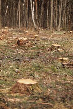 The picture after felling is a lot of stumps of coniferous trees remaining in the ground. stumps after illegal felling. selective focus photo