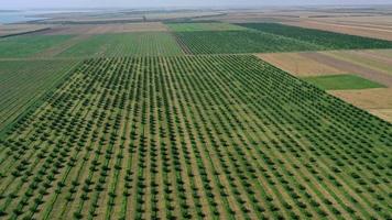 aerial view over agricultural gardens in spring time photo