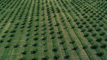 aerial view over agricultural gardens in spring time photo