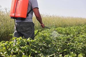 A farmer with a mist sprayer treats the potato plantation from pests and fungus infection. Use chemicals in agriculture. Agriculture and agribusiness. Harvest processing. Protection and care photo