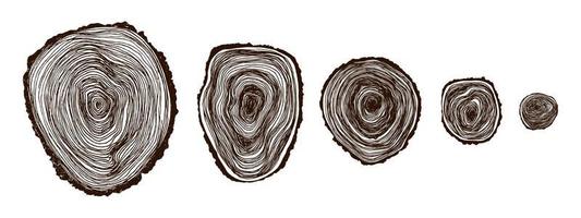 Establecer sección transversal de madera. patrón de anillo ondulado de textura de madera vectorial de una rebanada de madera. un tocón de madera en tonos de gris está aislado en blanco. ilustración vectorial fondo de árbol de sección transversal vector