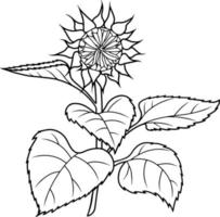 Monochrome illustration. Closed sunflower flower with leaves on transparent background, vector