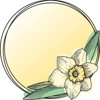 Vector illustration. A round card with an empty space for insertion. Delicate narcissus flower with leaves