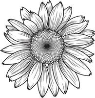 Sunflower flower, chamomile, daisy, monochrome illustration. Vector image on a transparent background.