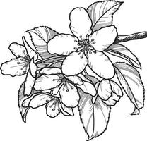 Vector monochrome illustration. Apple tree branch with flowers, sakura, cherry on a transparent background. Design element