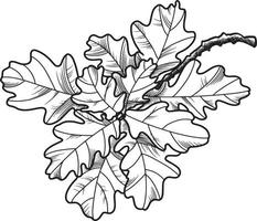 Oak branch with decorative leaves on a transparent background, monochrome illustration, line, vector image