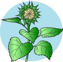 Vector drawing. A colored sunflower bud with leaves on a blue background