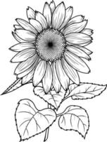 Vector illustration, A large sunflower flower with large leaves on a transparent background