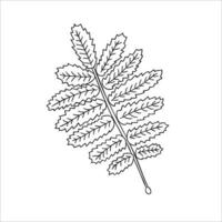 Vector line rowan leaf icon isolated on white background. Tree greenery botanical illustration. Cartoon style