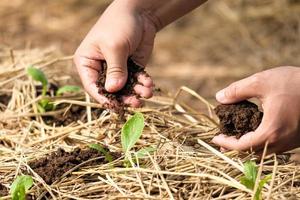 manos femeninas plantando plantas y cuidando su huerto. agricultor que cubre las plantas jóvenes con paja seca para protegerlas contra el secado rápido y controlar las malas hierbas en el jardín.