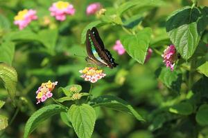 Colorful Butterfly on Flower photo