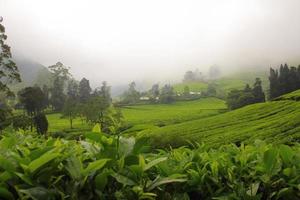 Tea plantation in munnar kerala india photo