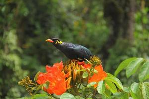 Hill myna sighted in western ghats forests of india