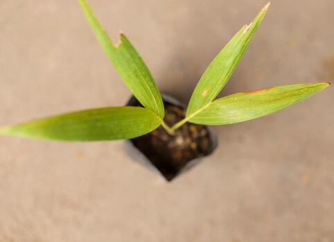 vista superior de plántulas de palmeras foto