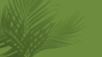 Palm tropical leaves shadow overlay on green background. Social media banner summer template photo