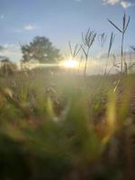 sun rays in the forest photo