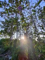 rayos de sol en el bosque foto