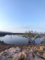 tree and the lake photo