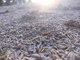 grano en el campo foto