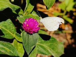 white wing  butterfly stump flower  in green garden use for biology nature photo