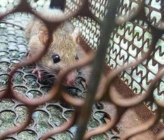 The Brown rats in a rusted mousetrap. photo