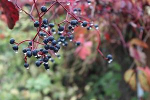 A twisted wild grape with small berries and red leaves after rain. Foliage with raindrops. Autumn photo