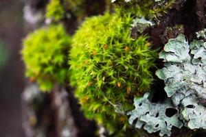 Fluffy green moss with cobwebs on a tree bark. Gray lichen. Closeup photo