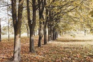 Trunks of old growing in a row maples in an autumn park with fallen leaves. Natural background, golden autumn photo