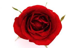 red rose isolated on a white background photo