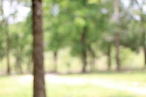 Bokeh, green and white leaves photo