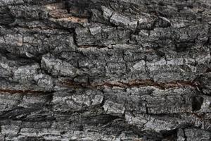 Background bark, rough surface of the bark-image photo