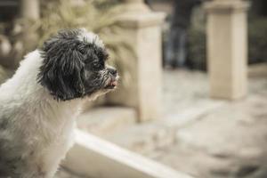 One dog with white and black fur is looking. photo