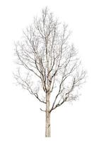 dry dead trees in autumn isolated on white background photo