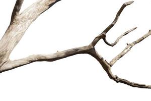 Dry branches, white background photo