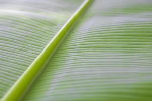 Closeup of green banana leaves. Banana leaf background. photo